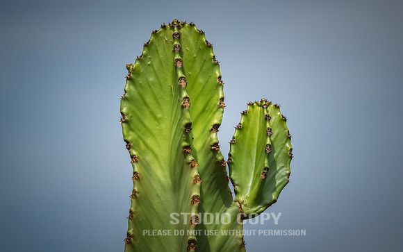 CDR_06252019_0595