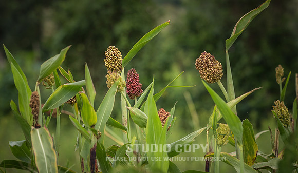 CDR_06252019_0833