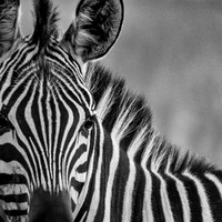 ZEBRAS COLLECTION