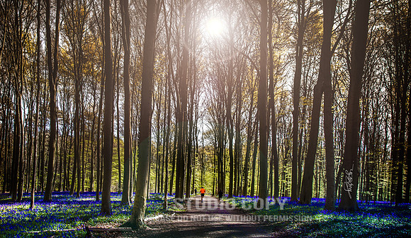 CDR_04202016_0110-Hallerbos