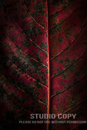 CDR_04232014_0272 REd Leaf