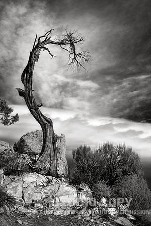 IMG_6043 petrified tree by christian del rosario