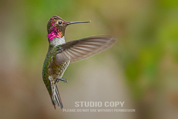 CDR_10262014_5126 hummingbird