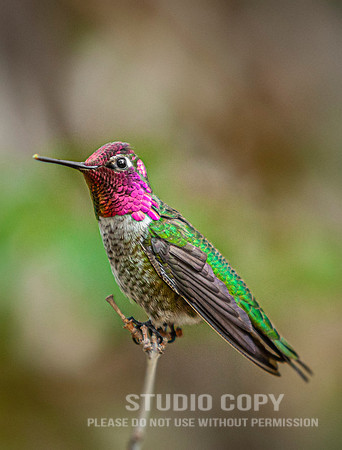 CDR_10262014_5117 hummingbird