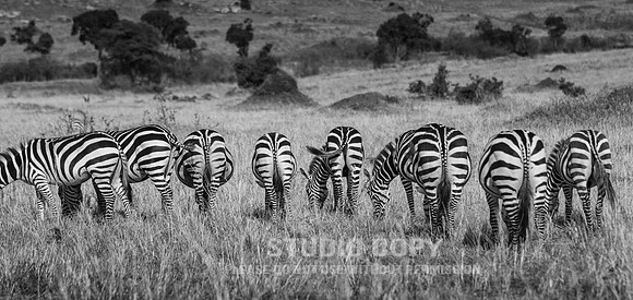CDR_09282019_Tanzania_0664_zebras