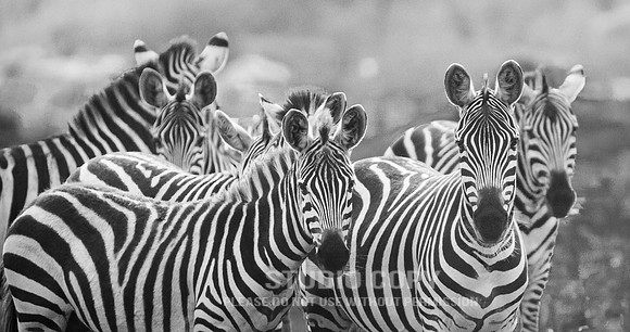 CDR_09282019_Tanzania_0612_zebras