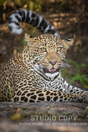 CDR_09292019_Tanzania_0624_tanzania_