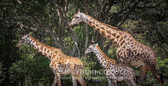 CDR_09282019_Tanzania_1548_giraffe