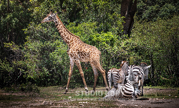 CDR_09282019_Tanzania_1556_giraffe