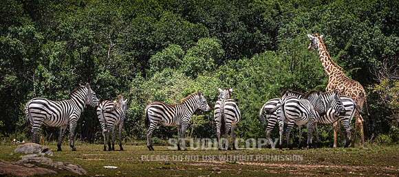 CDR_09282019_Tanzania_1576_giraffe