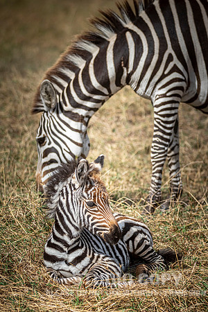 CDR_09272019_Tanzania_3041