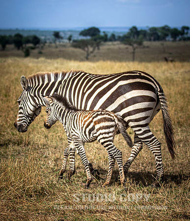 CDR_09272019_Tanzania_3047