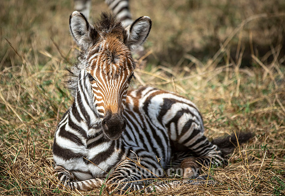 CDR_09272019_Tanzania_3046