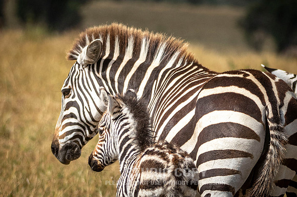 CDR_09272019_Tanzania_3054