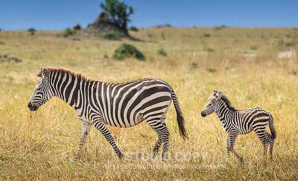 CDR_09272019_Tanzania_3061