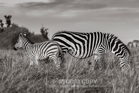 CDR_09272019_Tanzania_0075_tanzania_