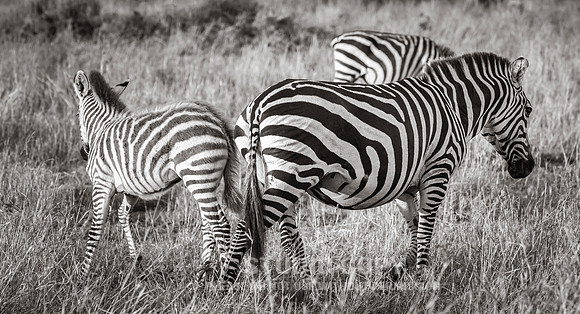 CDR_09272019_Tanzania_0101_tanzania_