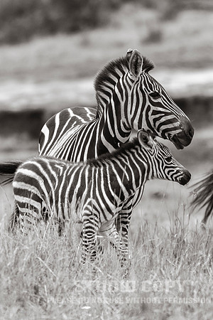 CDR_09272019_Tanzania_0407_tanzania_