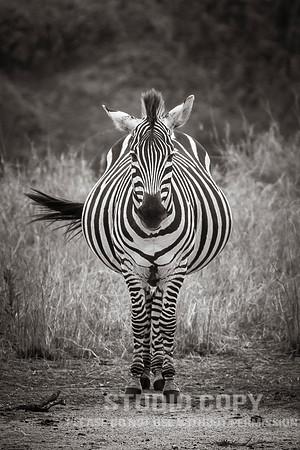 CDR_09272019_Tanzania_0413_tanzania_
