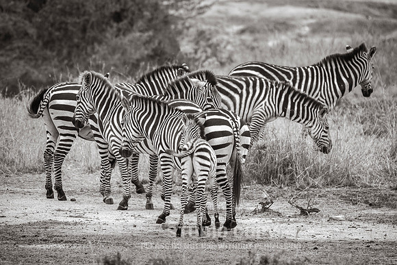 CDR_09272019_Tanzania_0462_tanzania_