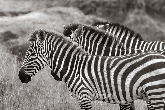 CDR_09272019_Tanzania_0474_tanzania_
