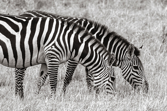 CDR_09272019_Tanzania_0484_tanzania_
