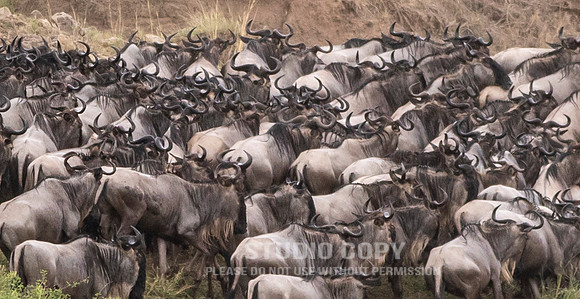 CDR_09272019_Tanzania_1215_tanzania_