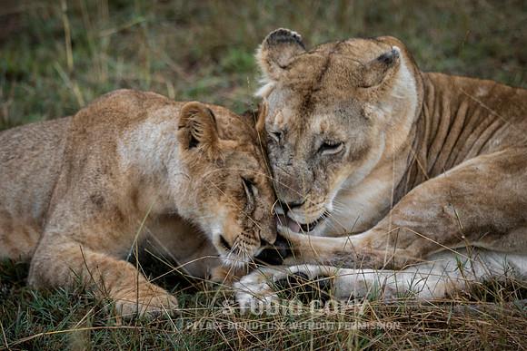 CDR_09272019_Tanzania_4041_tanzania_