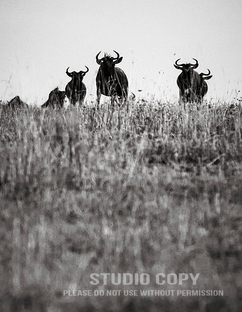 CDR_09282019_Tanzania_0411_tanzania_