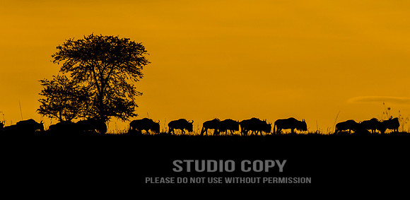 CDR_09282019_Tanzania_0216_tanzania_