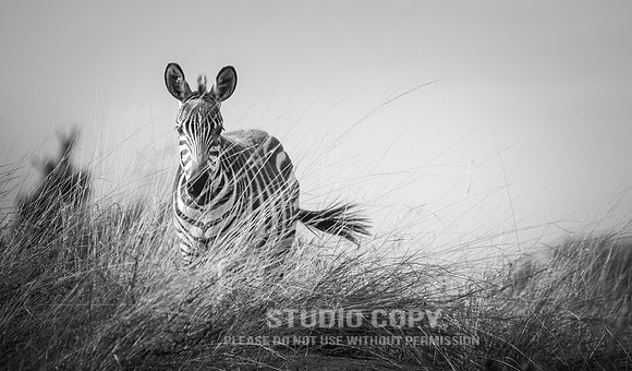 CDR_09282019_Tanzania_0675_tanzania_
