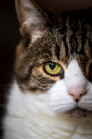 Cats - Small Cats GALLERY