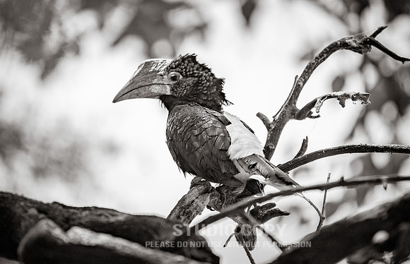 CDR_09232019_Tanzania_0139_