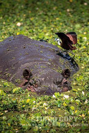 CDR_09232019_Tanzania_1031_