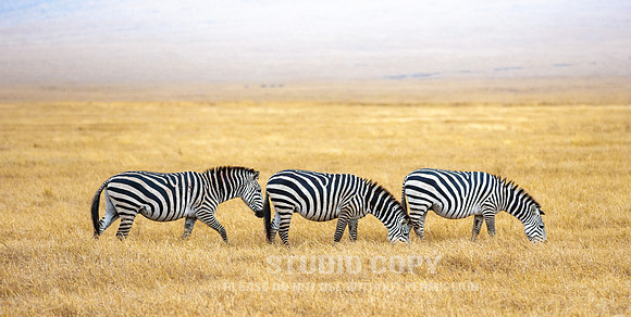 CDR_09242019_Tanzania_009 thee zebras