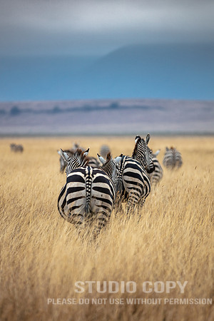 CDR_09242019_Tanzania_0223_tanzania_