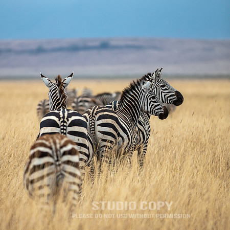 CDR_09242019_Tanzania_0228_tanzania_