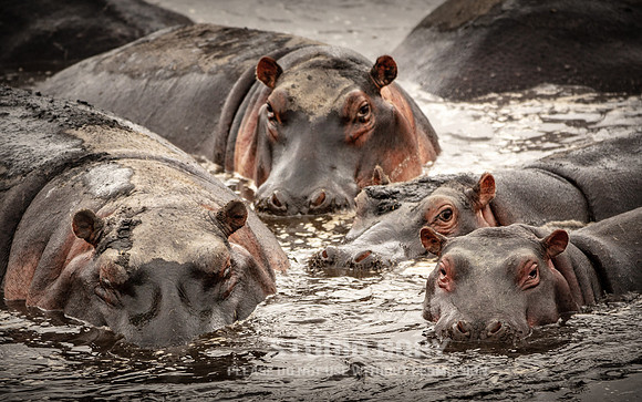 CDR_09242019_Tanzania_0415_tanzania_