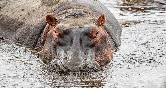 CDR_09242019_Tanzania_0448