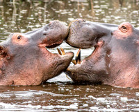 Hippos GALLERY