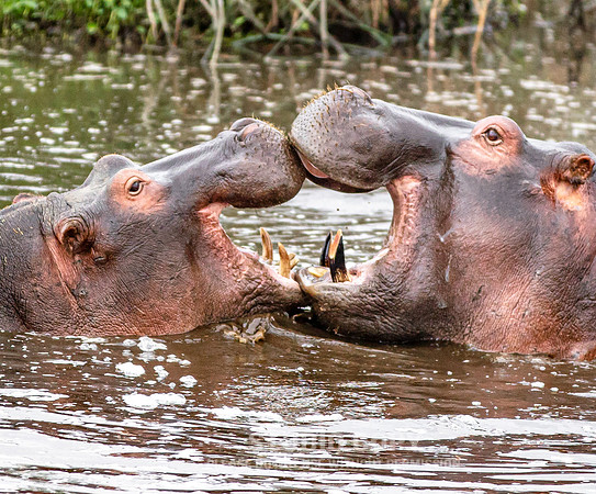 CDR_09242019_Tanzania_0483