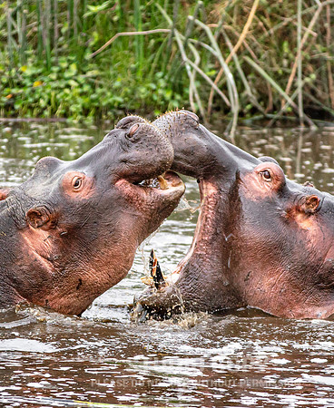 CDR_09242019_Tanzania_0491