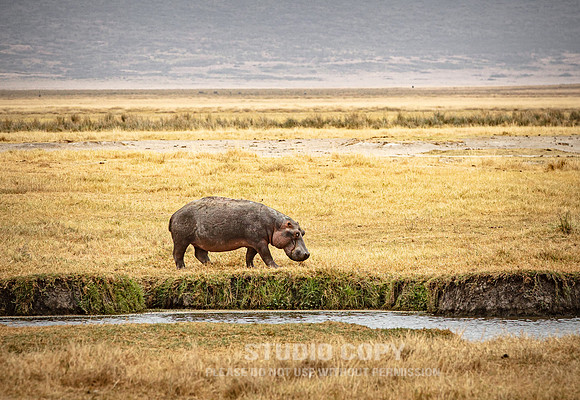 CDR_09242019_Tanzania_0553