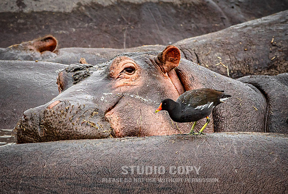 CDR_09242019_Tanzania_0557