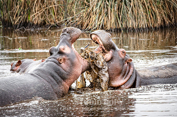 CDR_09242019_Tanzania_0567