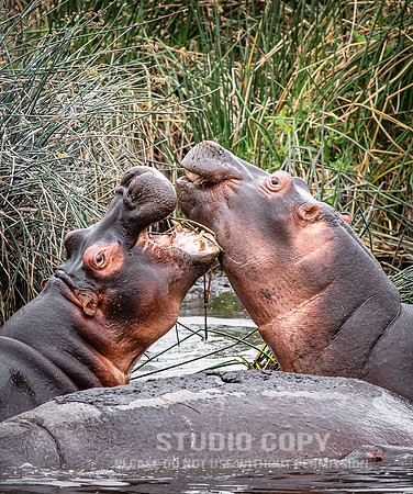 CDR_09242019_Tanzania_0571