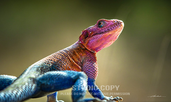 CDR_09242019_Tanzania_1915 agama lizard