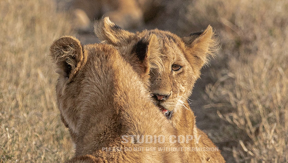 CDR_09242019_Tanzania_2173