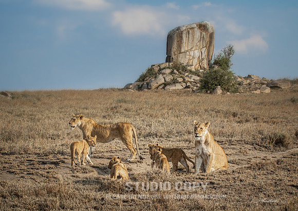 CDR_09242019_Tanzania_2188 lions