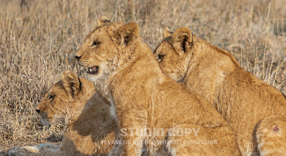 CDR_09242019_Tanzania_2224